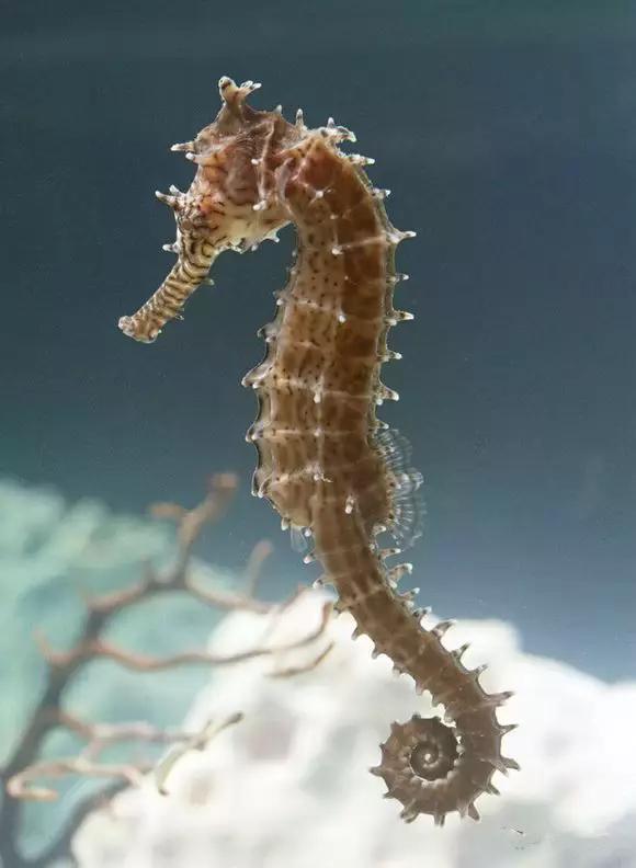 象山石浦渔港古城开渔节,开渔节暨海鲜美食文化旅游节