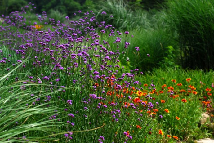 辰山植物园旱溪花境,上海辰山植物园珍稀植物