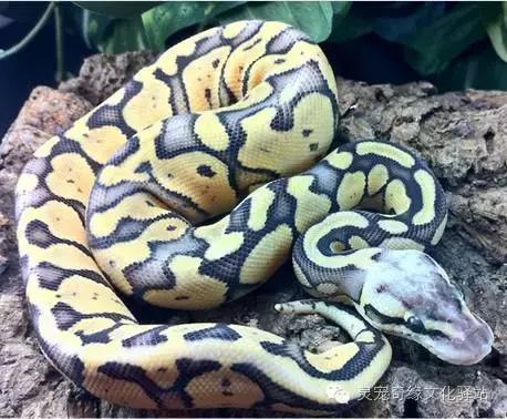 球蟒基因图鉴入门,球蟒基因品系大全