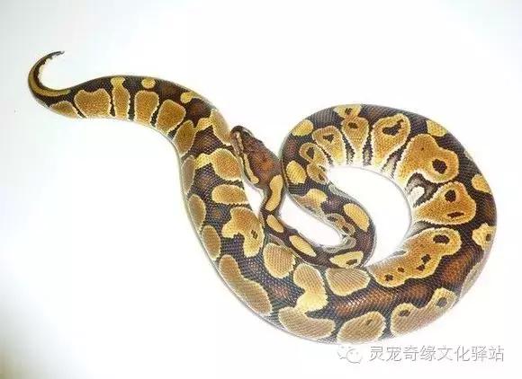 球蟒基因图鉴入门,球蟒基因品系大全