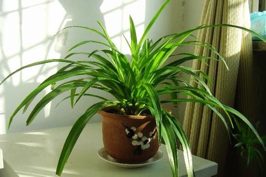 什么方式除甲醛,什么方式除甲醛最好