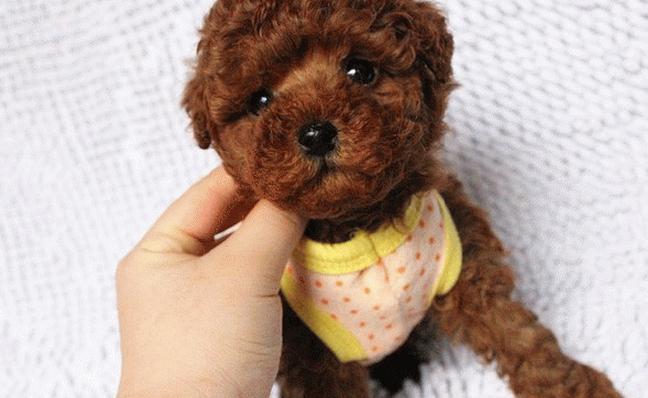 泰迪掉毛局部变秃皮肤没有异样,泰迪容易出现什么病