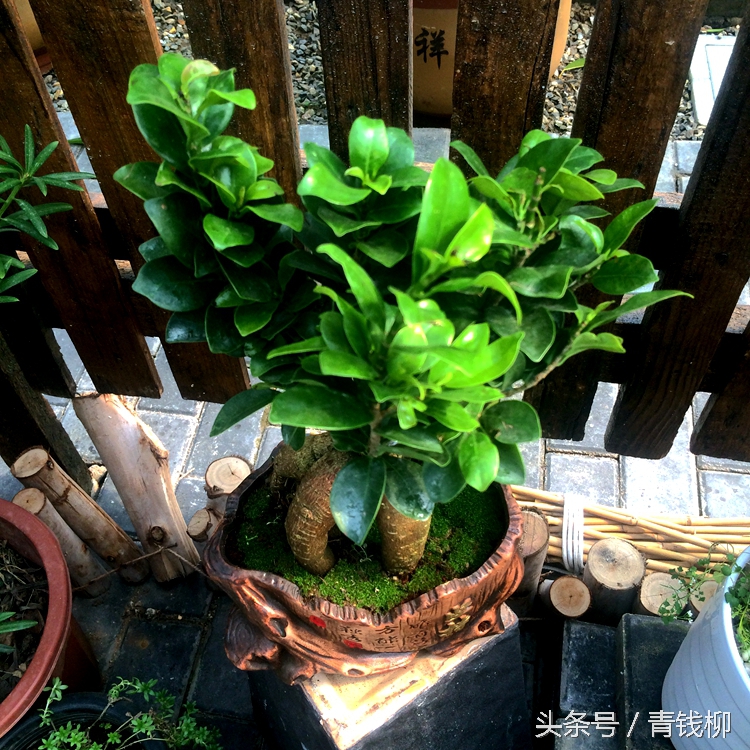 盆栽榕树过冬的温度,榕树盆栽怎么样移栽