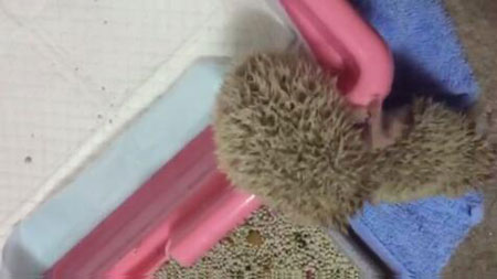 新手养刺猬应该准备什么,养刺猬对人有什么危害