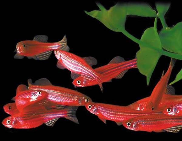 斑马鱼的养殖方法和注意事项,小观赏鱼斑马鱼怎么养好