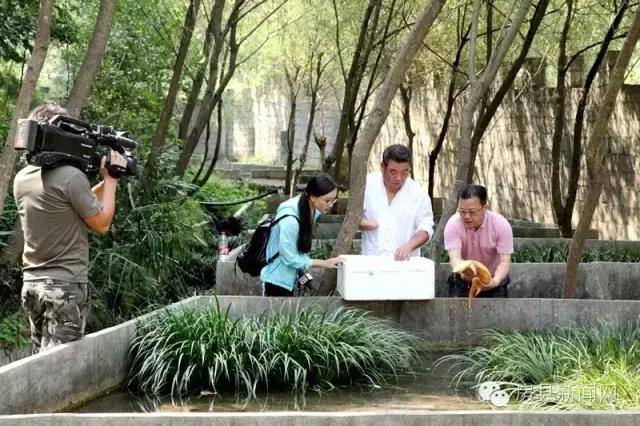 央视频道《致富经》,央视七套致富经栏目介绍紫阳茶叶