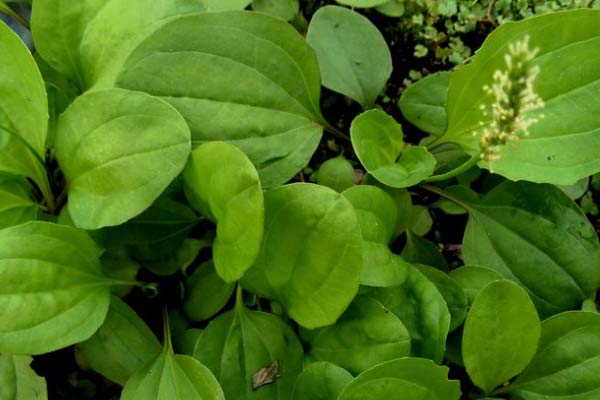 农村满地的野草都是宝,农村到处都是宝完整版