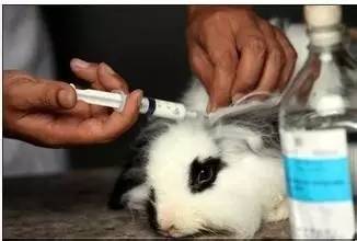 街边买来小宠物,竟致8岁女孩全身溃烂流脓!