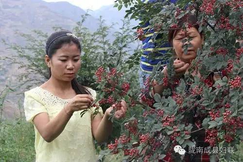 女村官的美丽梦想,女村官的美丽乡村梦