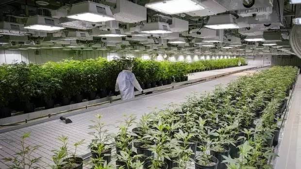 史上第一！加拿大推出买*麻大**专用APP！*麻大**是加国人民的真爱