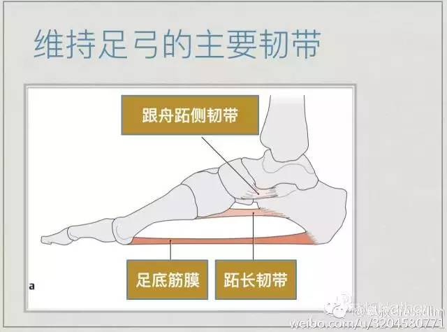 扁平足矫正训练法,扁平足物理治疗能不能恢复足弓