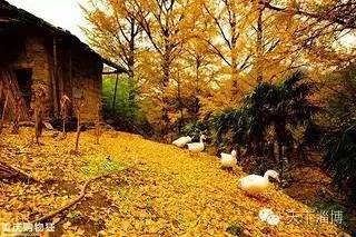 2022灞变笢鍚堟潙骞堕晣鍚嶅崟娣勫崥,2022灞变笢娣勫崥楂橀潚鍚堟潙骞堕晣鍚嶅崟