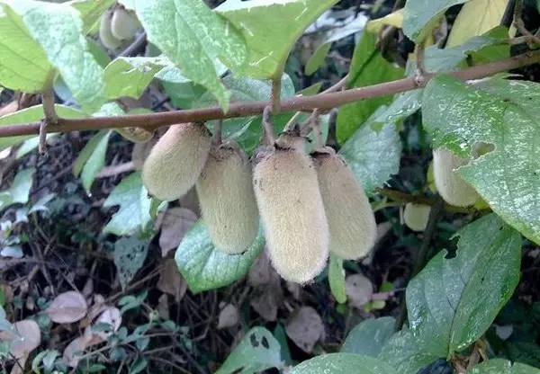 成都金堂猕猴桃,成都猕猴桃