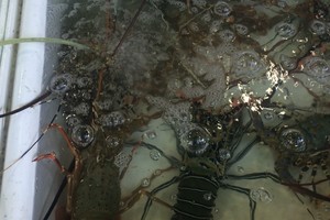 斯米兰普吉岛蜜月游攻略,从普吉岛怎么去蜜月岛