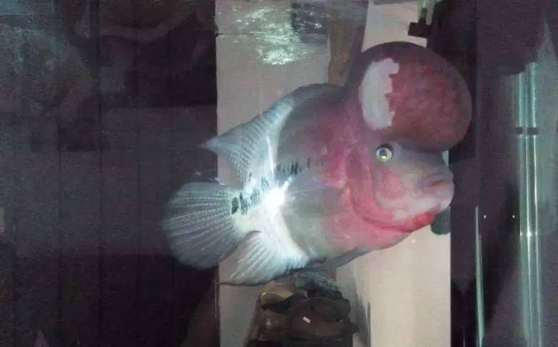 怎么养才能让罗汉鱼变色,养好罗汉鱼的6个技巧