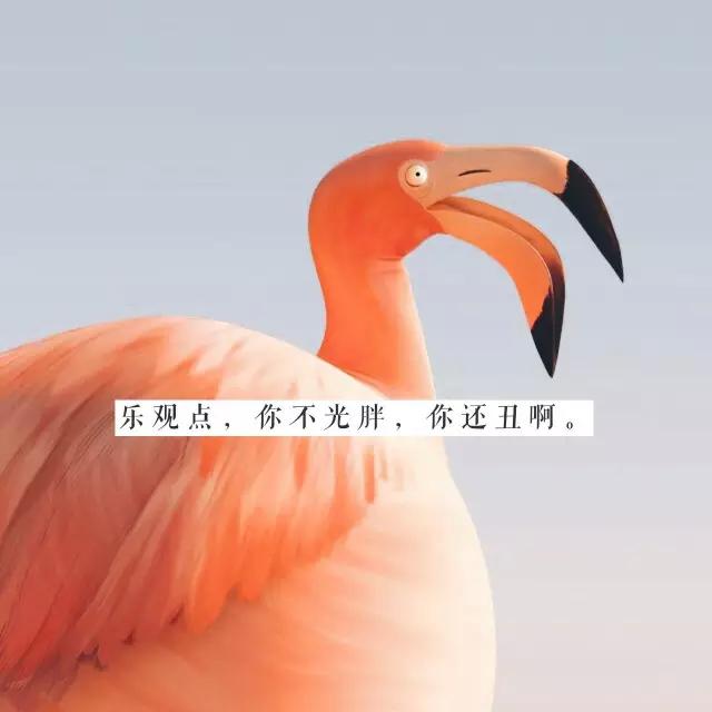 高圆圆减肥吃米饭吗,高圆圆饭量很大吗