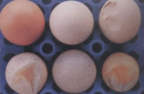 买鸡蛋打碎了什么征兆,鸡蛋生出来畸形的怎么回事