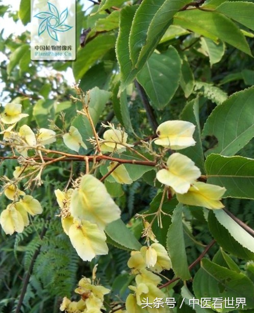 水莽草毒性成分,水莽草雷公藤