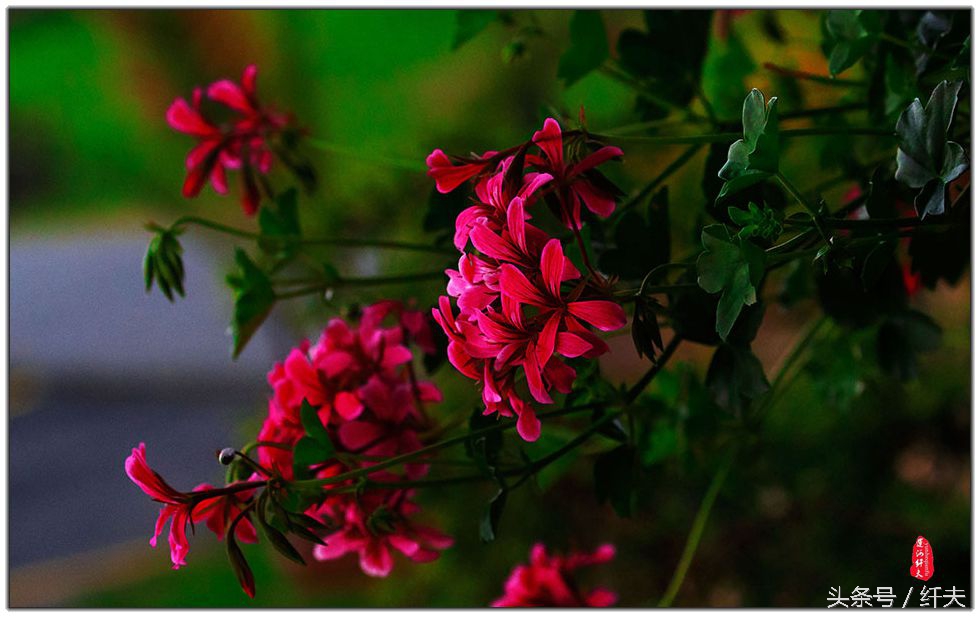 姹紫嫣红入夏来,姹紫嫣红等你来