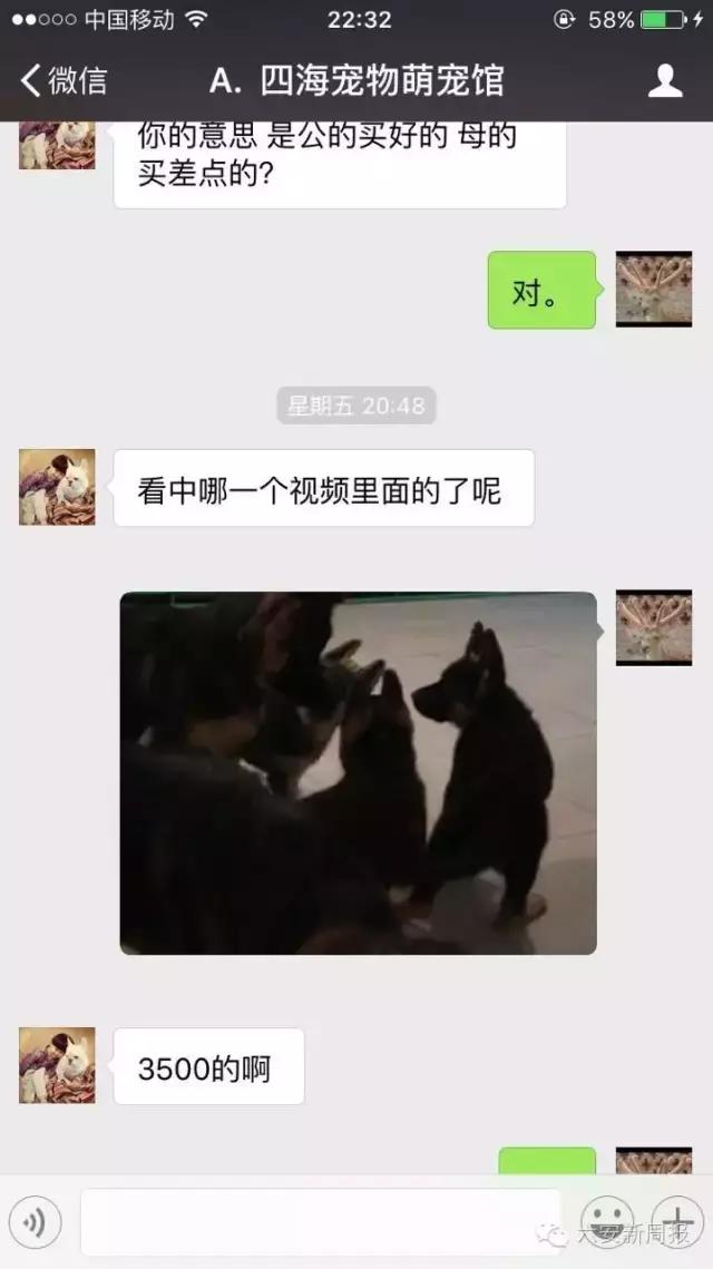 六安男子花4500元从微商买了两只德国牧羊犬，却收到两只土狗