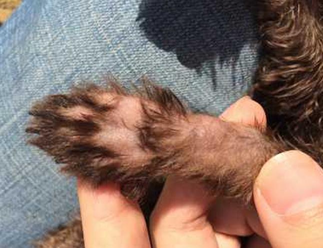 泰迪掉毛局部变秃皮肤没有异样,泰迪容易出现什么病