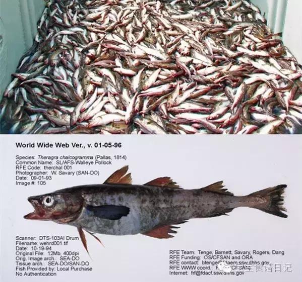 如何辨别真假鳕鱼的方法,鳕鱼如何分辨是不是油鱼