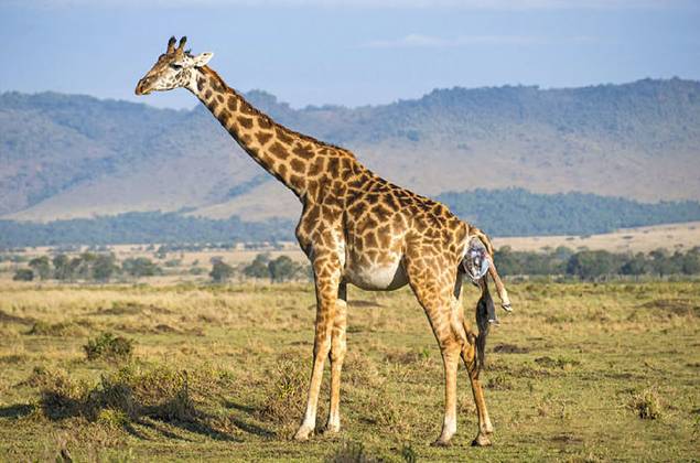 长颈鹿爱刺猬,长颈鹿爱猫头鹰