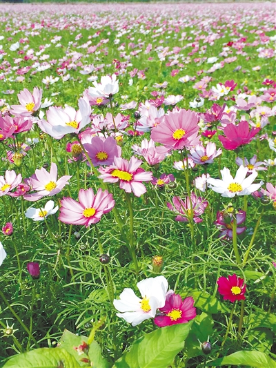 有哪些好听的花儿,好看花儿的名字有哪些
