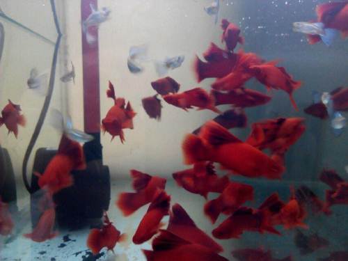 热带小鱼怎么养殖的,热带微型鱼怎么养