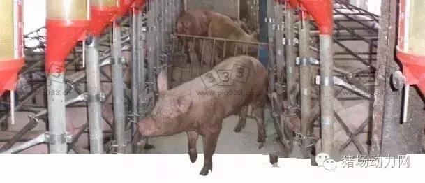 猪场铲粪的工具,铲猪粪神器