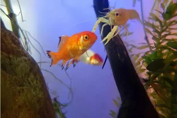 捕获大鱼惊悚片,拍到鲨鱼捕食鱼的真实一幕