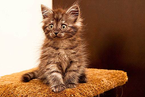 “盆景猫”这种虐猫网站为什么关不掉?!