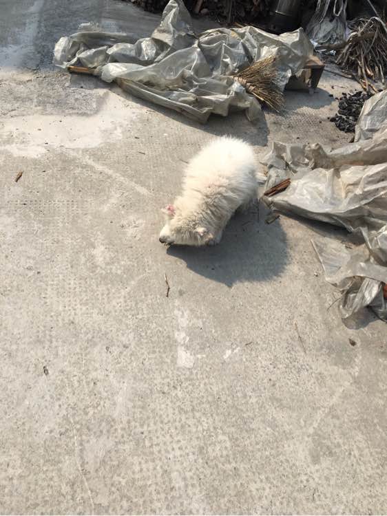 路边捡到一只萨摩耶,捡到萨摩耶有狗癣