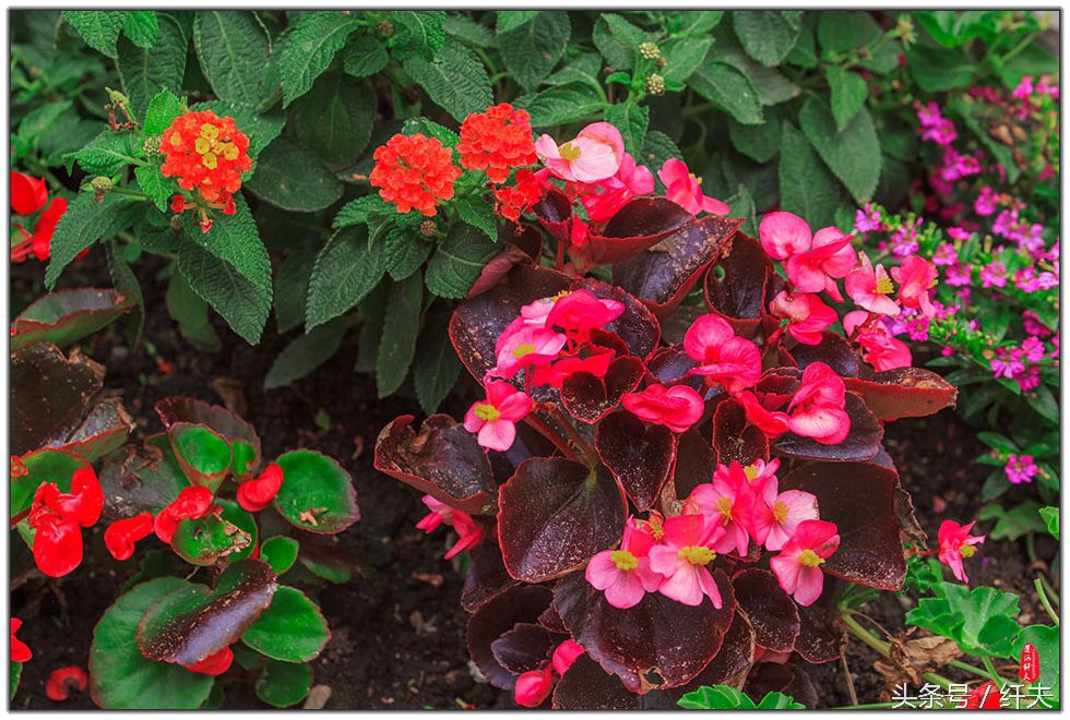 姹紫嫣红入夏来,姹紫嫣红等你来