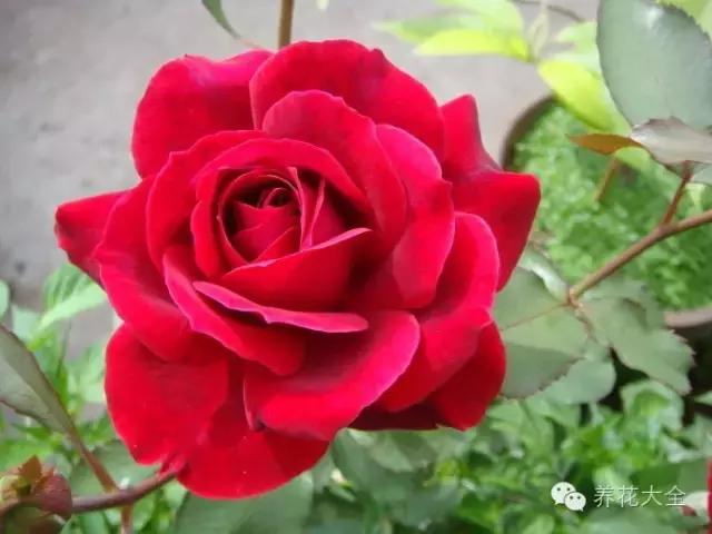 冰淇淋月季快开花的样子 (夏花标准的月季)