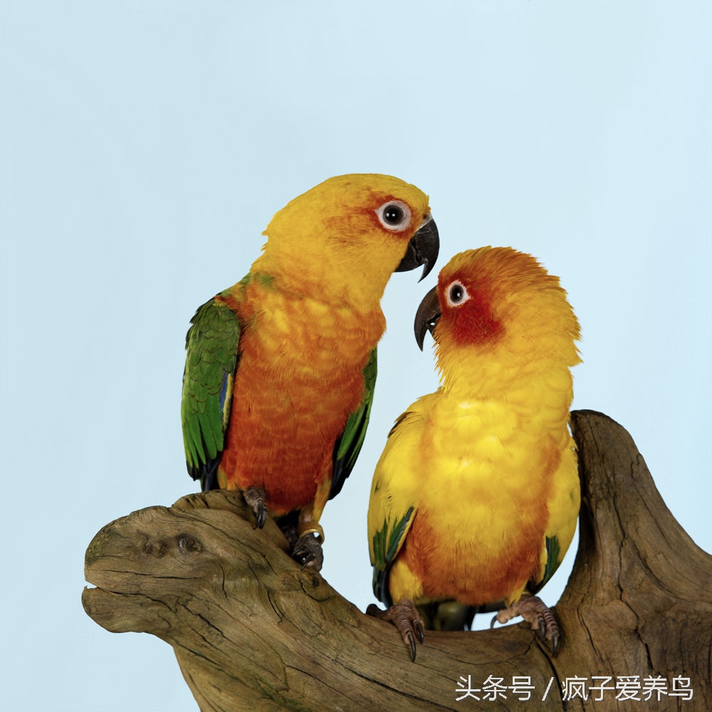 鹦鹉的几种表现表示快死了,哪种鹦鹉最好养不会死