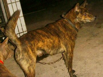 纯纯的土狗,纯纯的小土狗