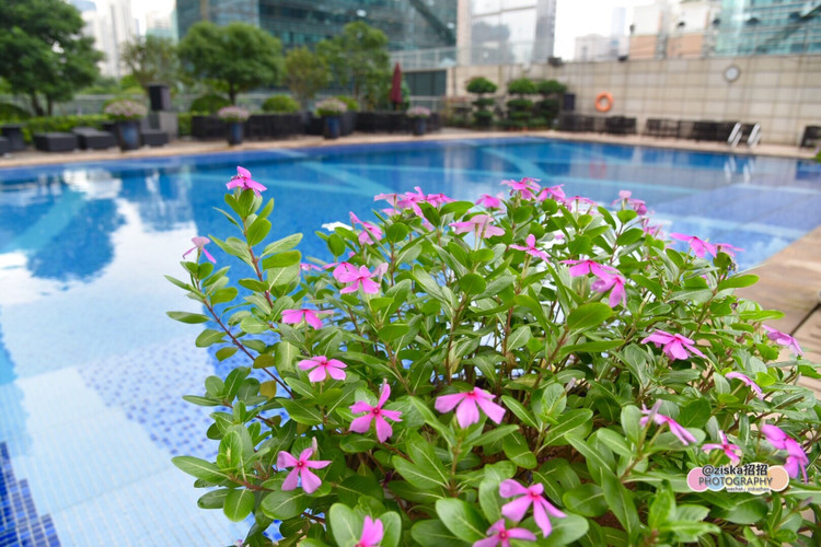 深圳美食广场推荐,深圳美食仙境打卡地