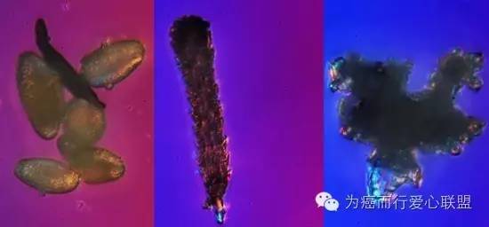 不要“霾”只要“肽”让你不当“尘惯吸”!