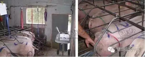 猪场铲粪的工具,铲猪粪神器