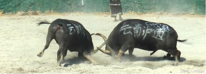 2018年贵州超级牛王争霸赛,2022年贵州牛王争霸赛第一名