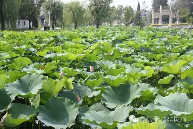 涟水有多美？涟水的美，岂是一句两句能够解释清楚的？