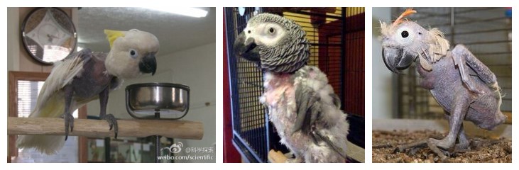 鹦鹉雏鸟啄羽毛怎么办,鹦鹉总是啄窝怎么办