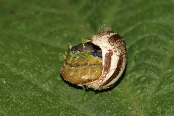 农村洋辣子的吃法大全,洋辣罐吃法