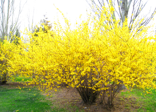 香味比较迷人的中草药,花期最漂亮的中草药