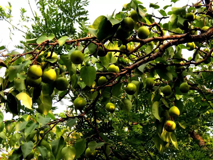 淄川区太河镇池板村近况,不可错过的绝美古村落石潭村