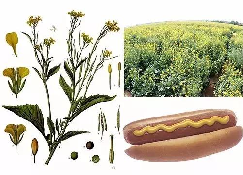 芥末山葵辣根到底是什么关系 (山葵和芥末和辣根是同一个东西嘛)