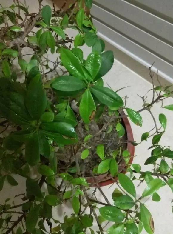 怎样养小叶榕盆景,小叶榕树盆景用什么土养