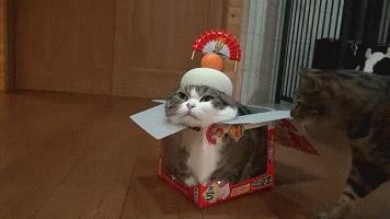 猫咪在人睡觉的时候故意制造噪音,晚上不让猫咪进屋一直叫