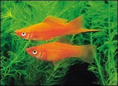 热带小鱼怎么养殖的,热带微型鱼怎么养